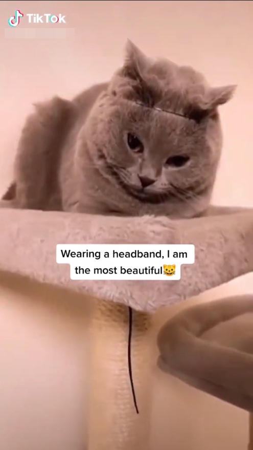 Animal Cruelty On The Rise On Tiktok However, He Only Removed Two Of The 11 Clips We Highlighted.