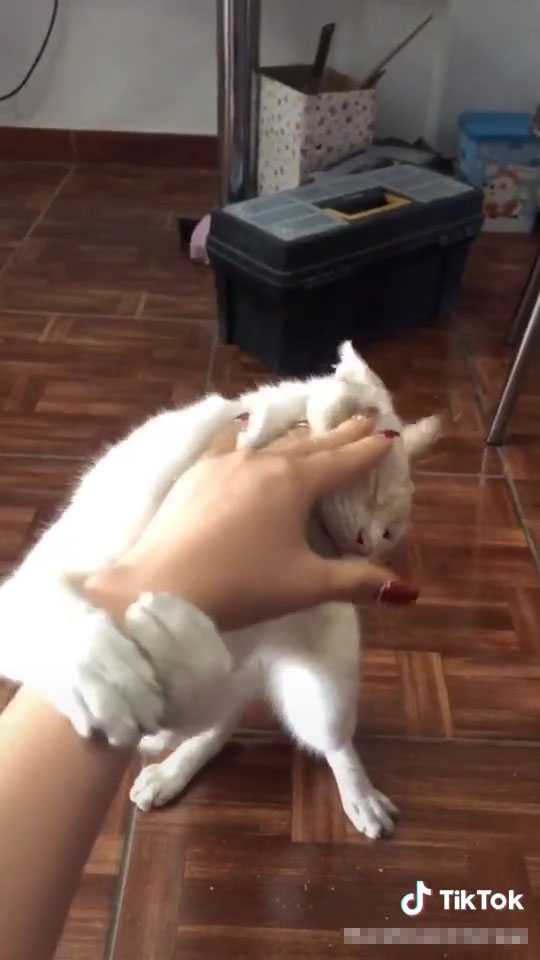 Animal Cruelty On The Rise On Tiktok In Another Video That Got 20,000 Likes, A Woman Strangled Her Cat.
