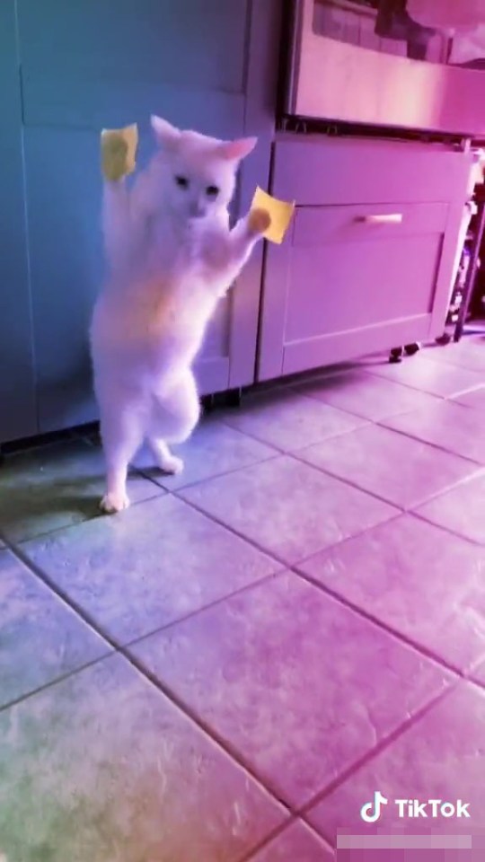 Animal Cruelty On The Rise On Tiktok Frustrated Cat Squeals After Cheese Slices Are Placed On Its Paws