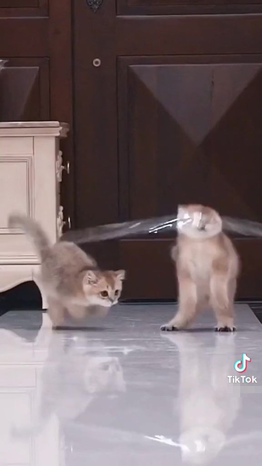 Animal Cruelty On The Rise On Tiktok Others Showed Cats Running Towards Their Food Bowls Only To Be Blown Away After Hitting A Barrier Made From Strips Of Cello Tape.