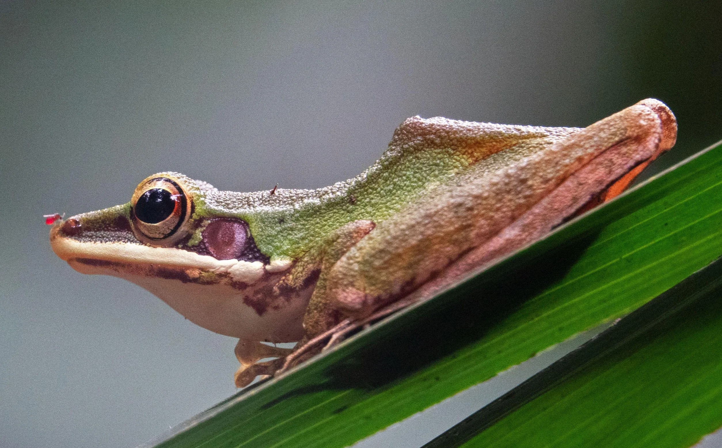 7 Of The Strangest Excuses In Football: From Gray Kits To Croaking Frogs And Michael Jackson Ukrainian Stars Accused The Frogs Of Keeping Their Stars Awake Before The Game