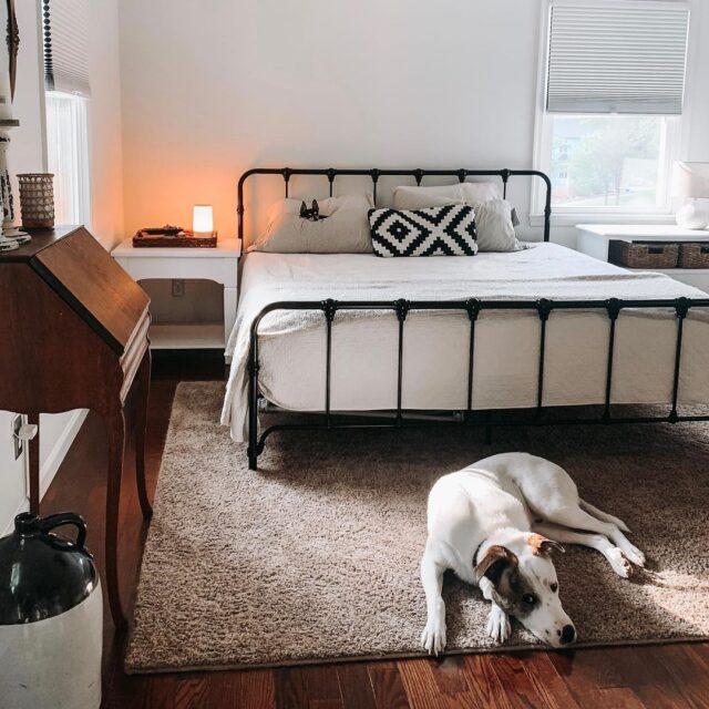 Survival dog with a bed.