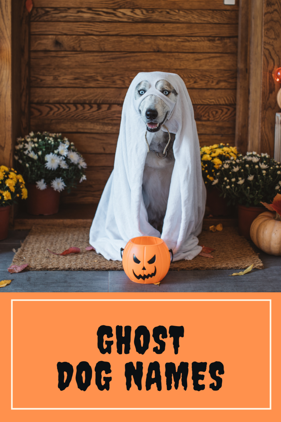 Ghost dog names.