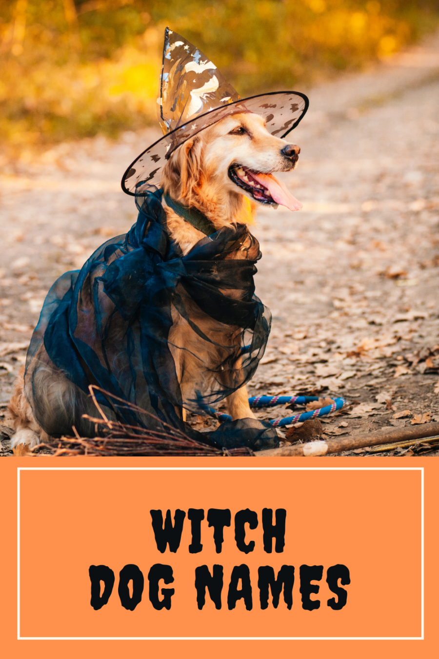 Witch dog names