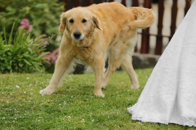 Golden retriever by wedding dress