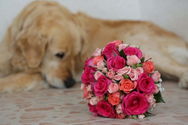 Golden retriever with bouquet