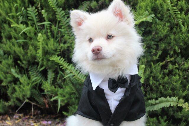 Dogs wearing tuxedos